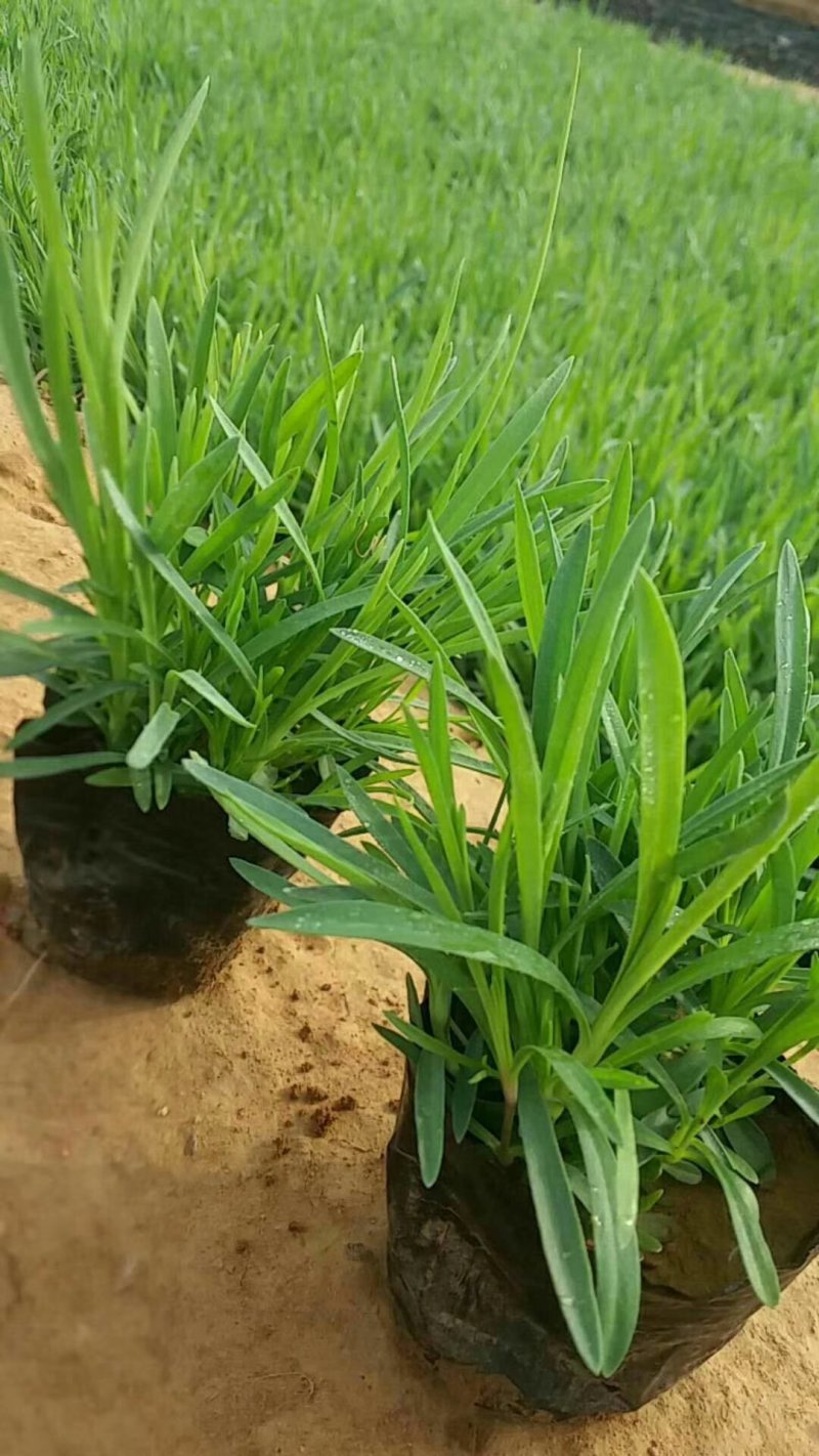 石竹常夏石竹基地直销量大从优