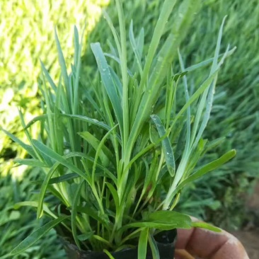 石竹常夏石竹基地直销量大从优