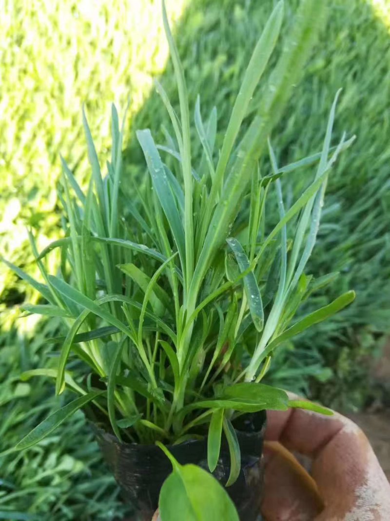 石竹常夏石竹基地直销量大从优