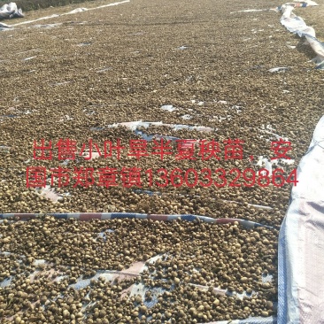 旱半夏秧苗种球抗病力强，产量高