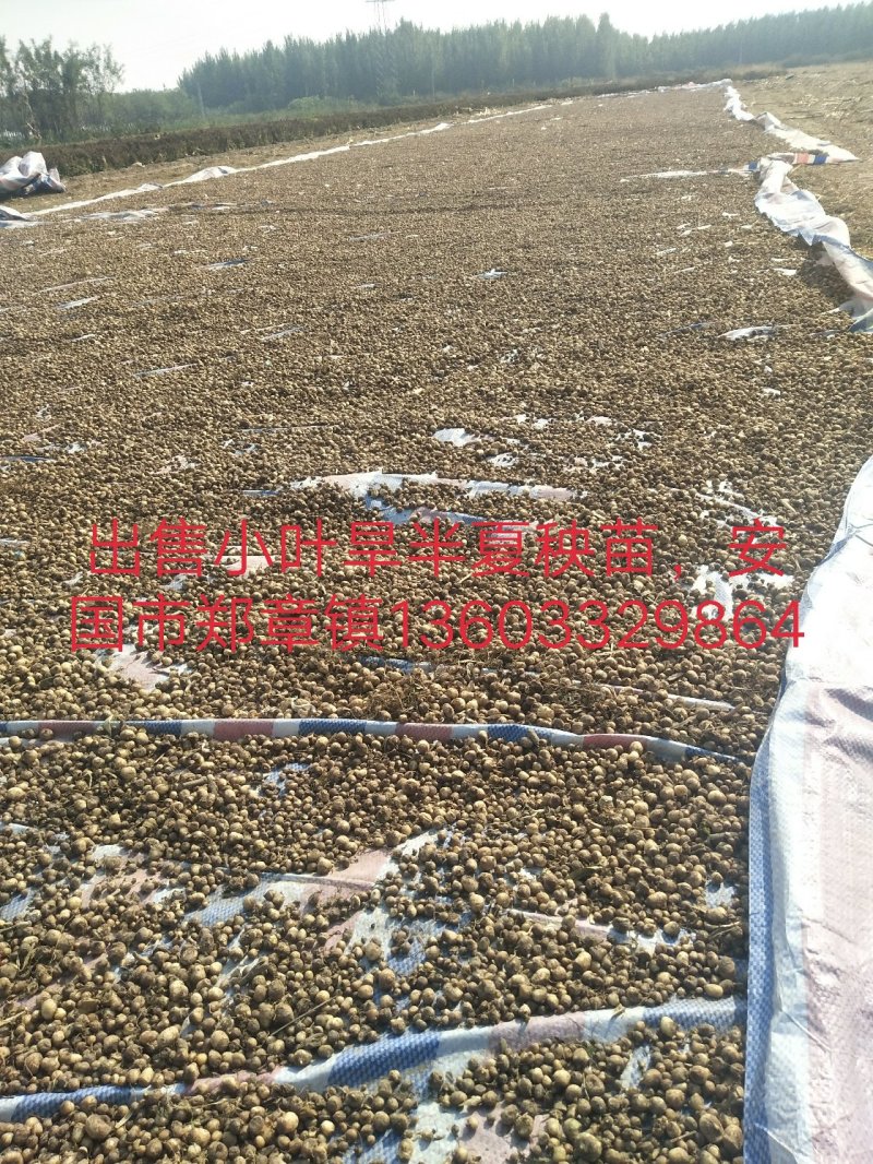 旱半夏秧苗种球抗病力强，产量高