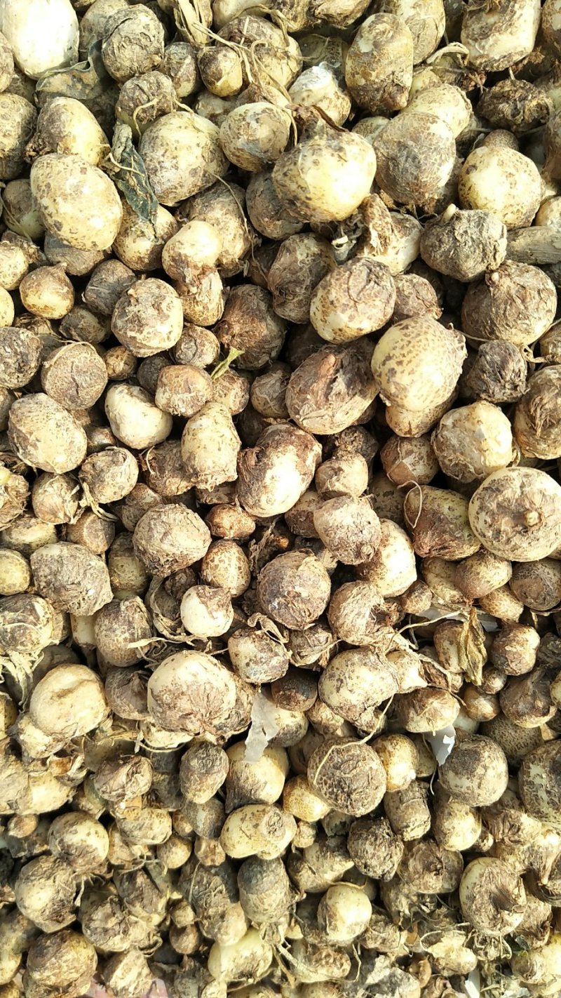 旱半夏秧苗种球抗病力强，产量高