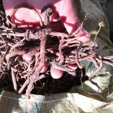 东北蒲公英根干货药食同源野生家植药典品种