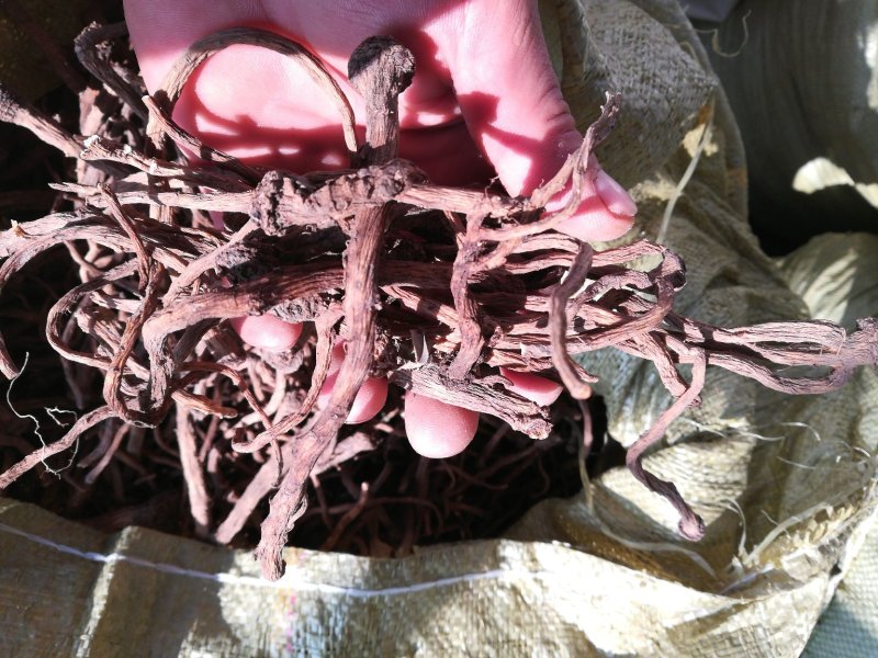 东北蒲公英根干货药食同源野生家植药典品种