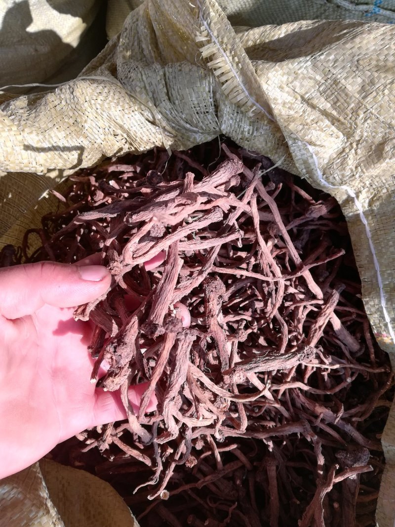 东北蒲公英根干货药食同源野生家植药典品种