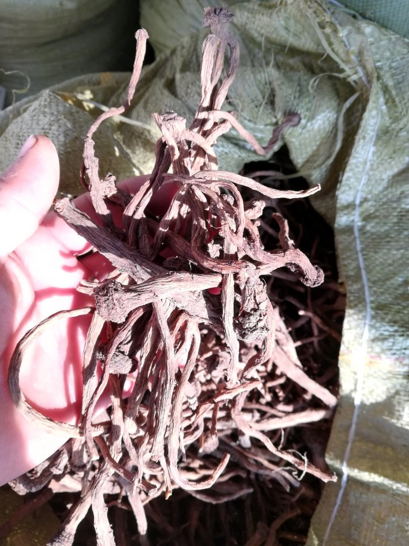 东北蒲公英根干货药食同源野生家植药典品种