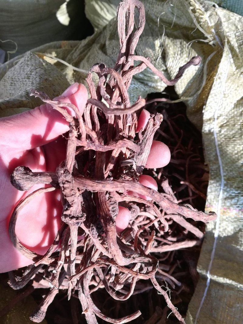 东北蒲公英根干货药食同源野生家植药典品种