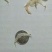 常年批发东北纯无盐淡干大虾皮，南方虾，三证齐全