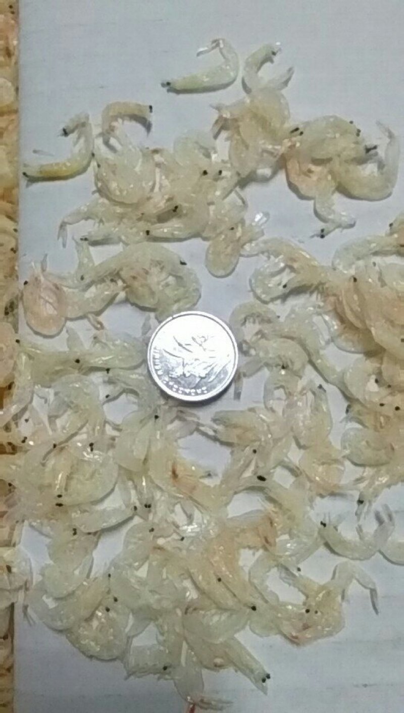 常年批发东北纯无盐淡干大虾皮，南方虾，三证齐全