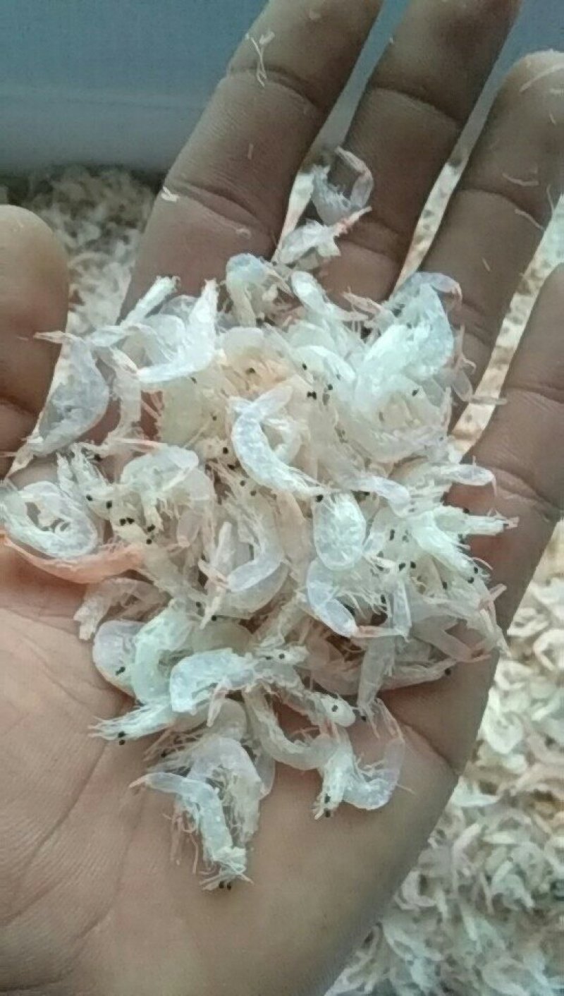 常年批发东北纯无盐淡干大虾皮，南方虾，三证齐全