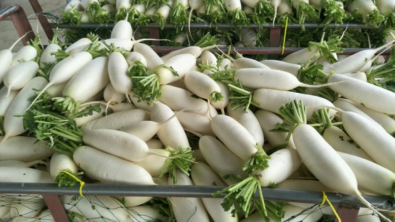 板叶、花叶厚皮精品白萝卜