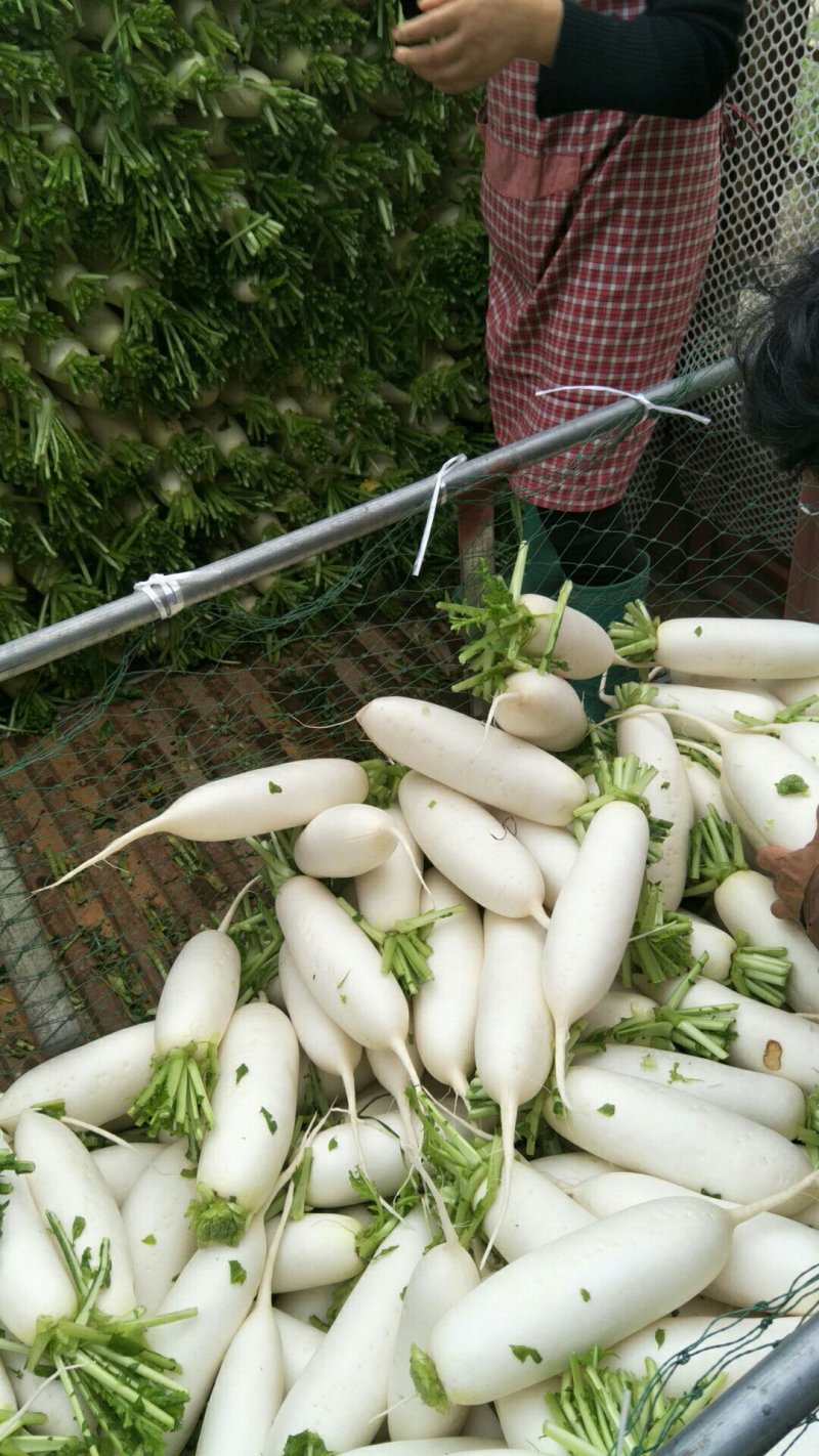 板叶、花叶厚皮精品白萝卜