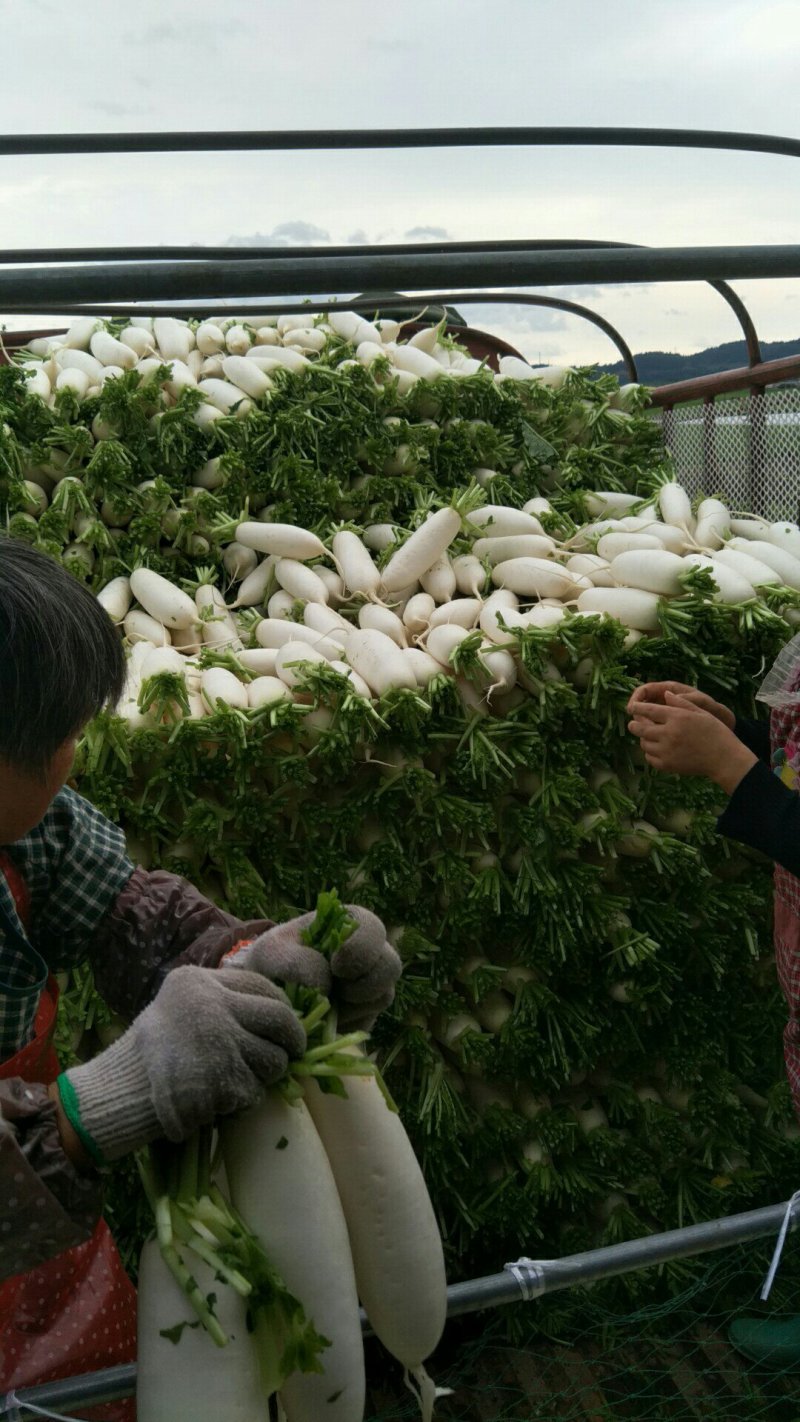板叶、花叶厚皮精品白萝卜