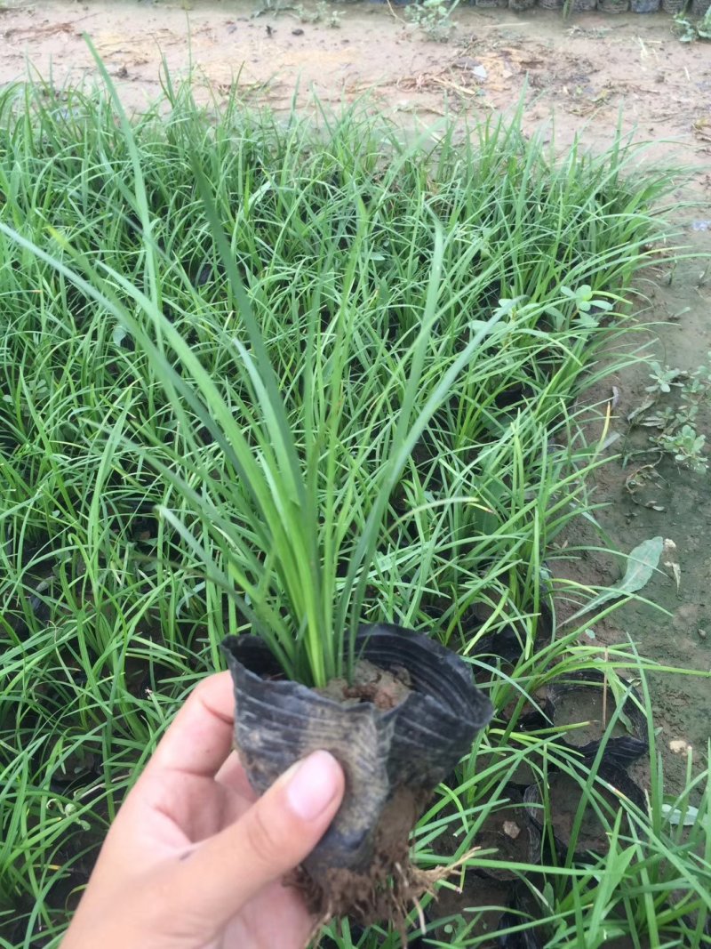 麦冬草小叶麦冬苗基地直销量大从优