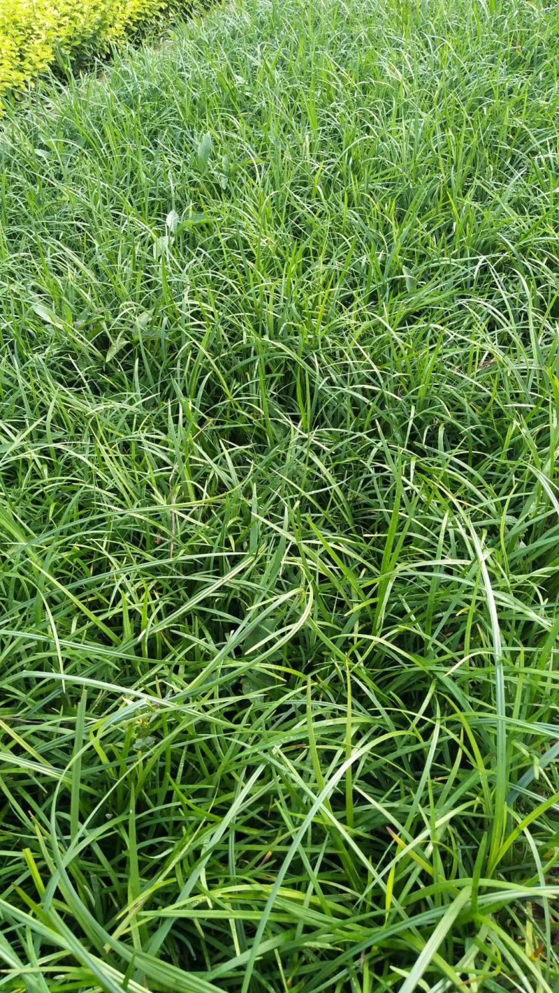 麦冬草小叶麦冬苗基地直销量大从优