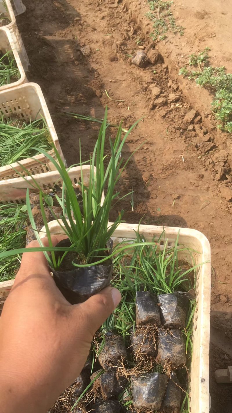 麦冬草小叶麦冬苗基地直销量大从优