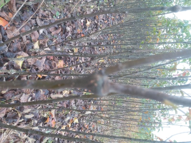秋月梨苗品种纯价格优惠秋月梨树苗河南货源
