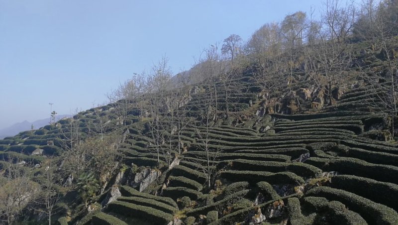 茶叶