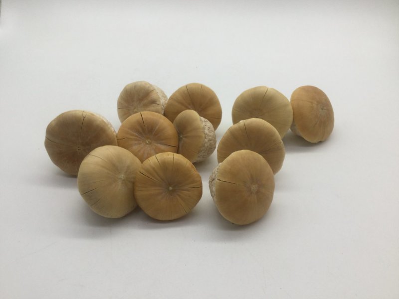 风流果，龟头子，中药材风流果