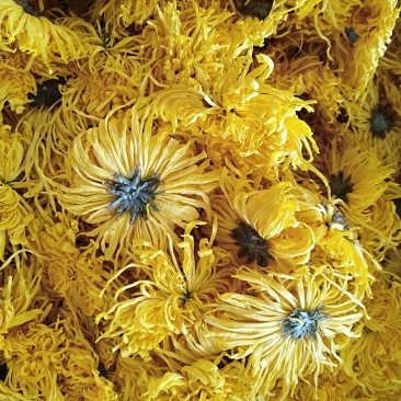 金丝皇菊