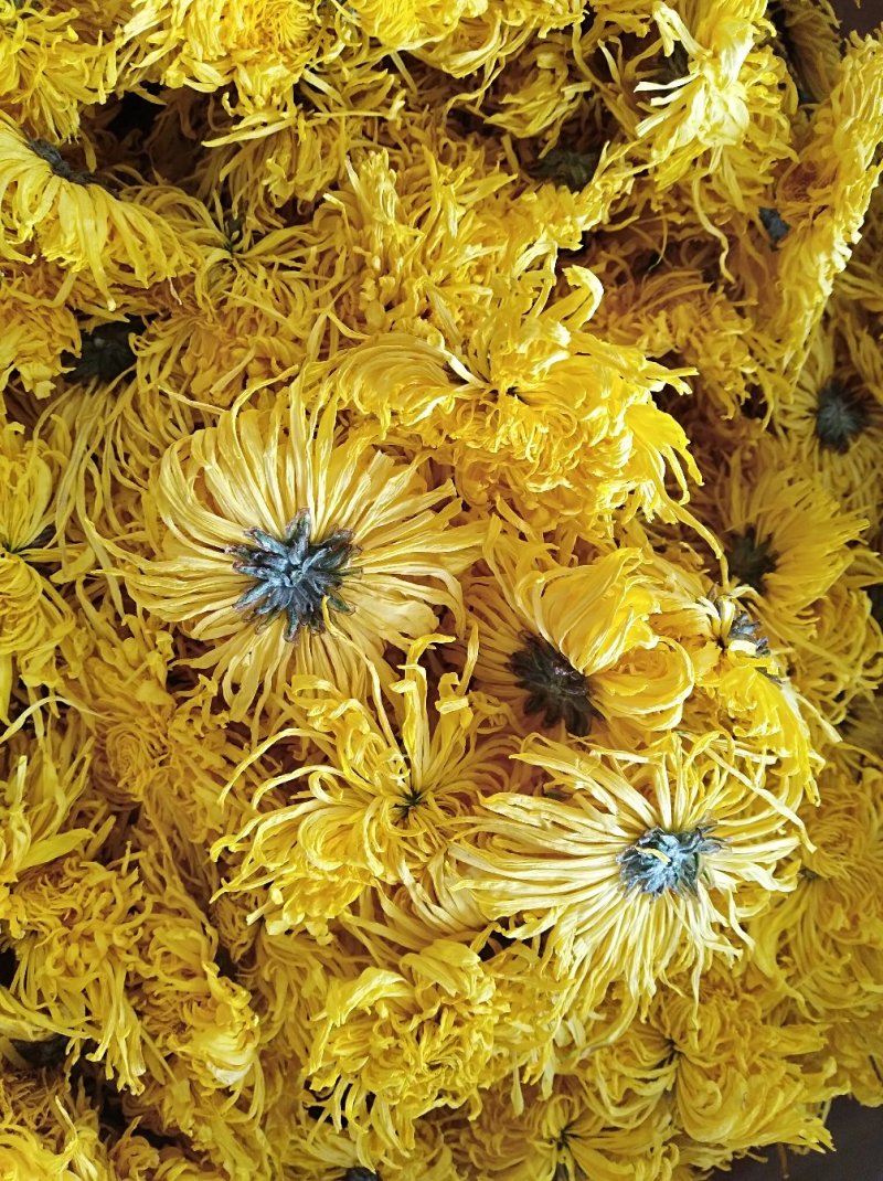 金丝皇菊