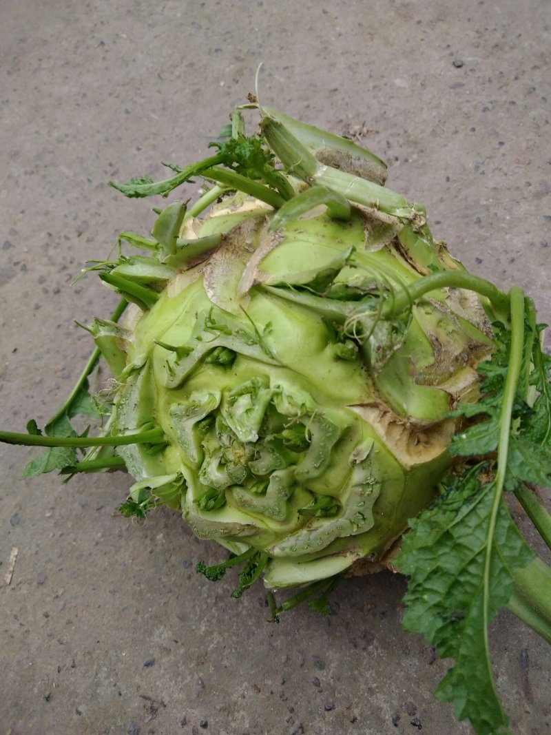 鲜芥菜大量上市了。基地种植。