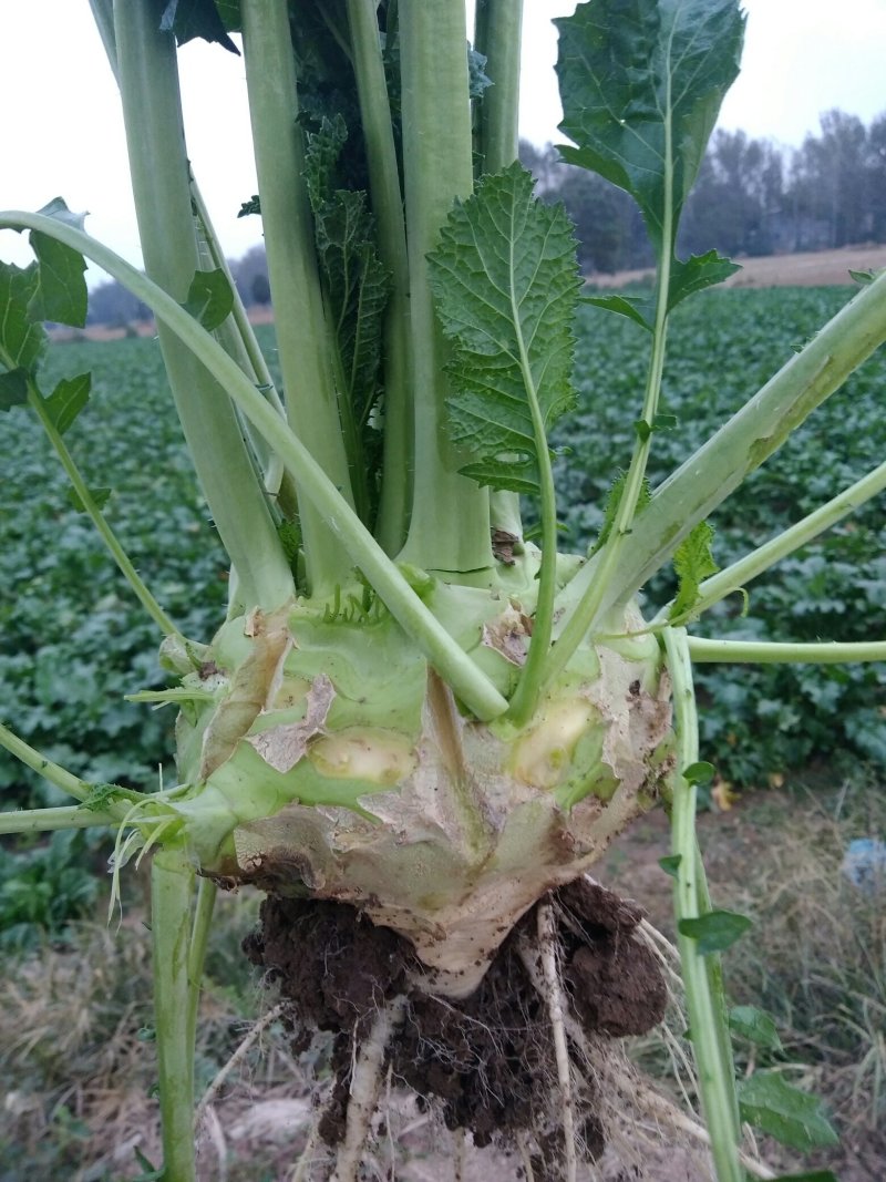 鲜芥菜大量上市了。基地种植。