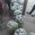 鲜芥菜大量上市了。基地种植。