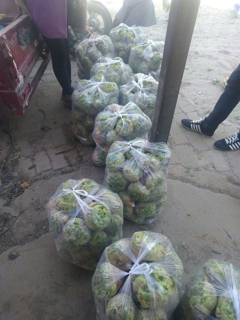 鲜芥菜大量上市了。基地种植。