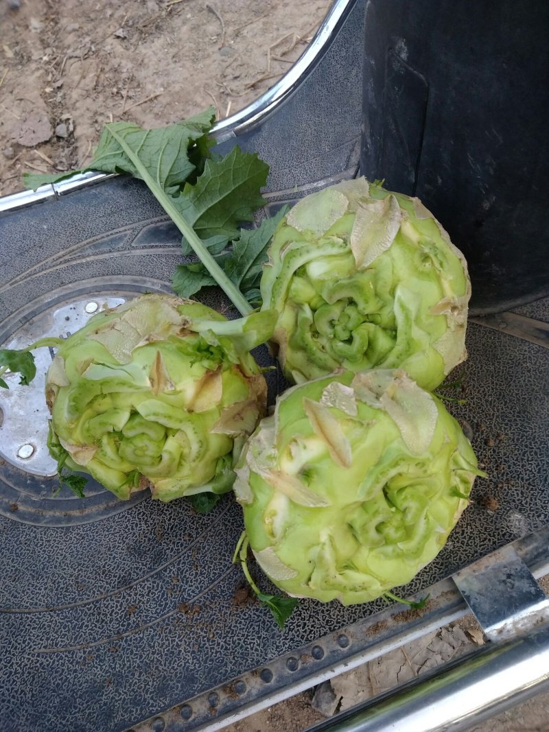 鲜芥菜大量上市了。基地种植。