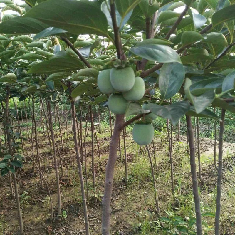 黑柿子树苗品种保证纯度假一赔十保湿邮寄