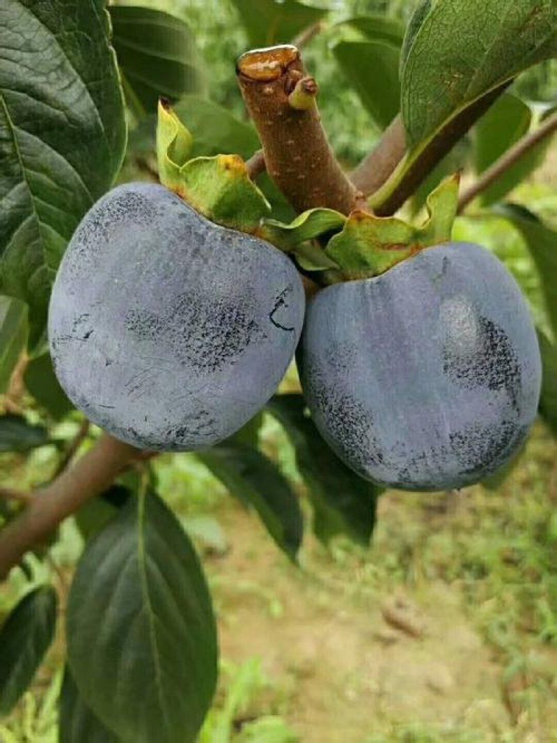 黑柿子树苗品种保证纯度假一赔十保湿邮寄