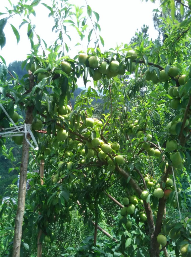 李子树苗(椎李)苗，果大味甜，含糖量24度