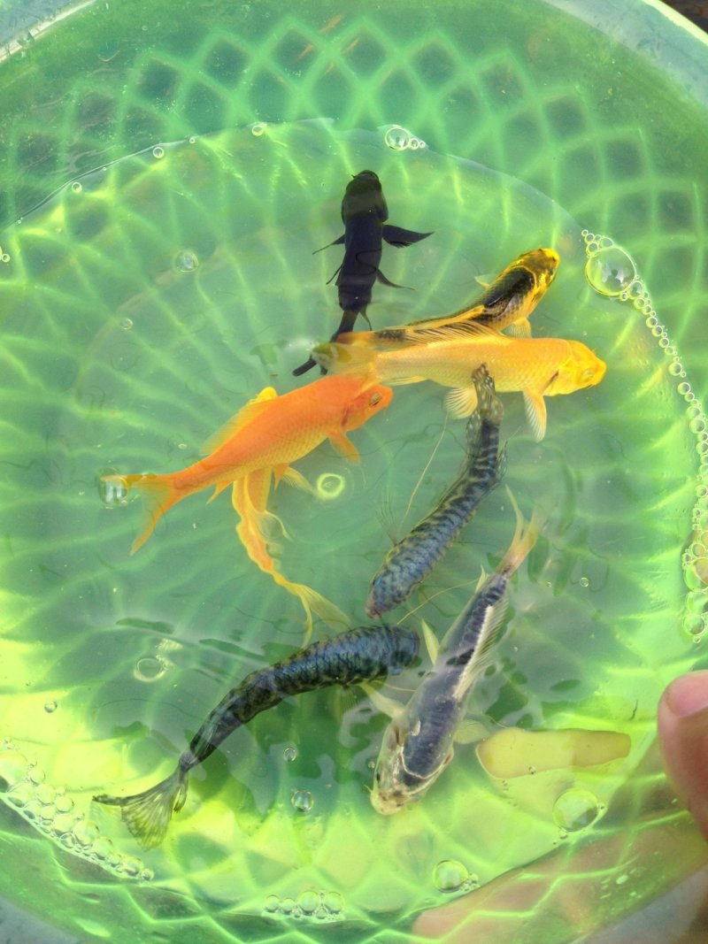 锦鲤鱼苗金鱼苗高档观赏鱼