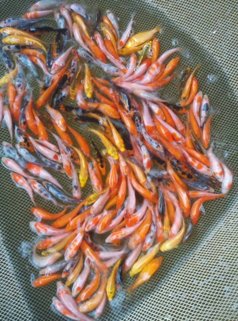 锦鲤鱼苗金鱼苗高档观赏鱼