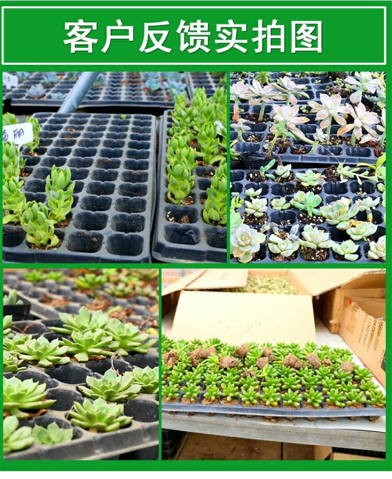 育苗盆穴盘平盘21穴32穴50穴72穴105穴128穴