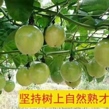 黄金百香果