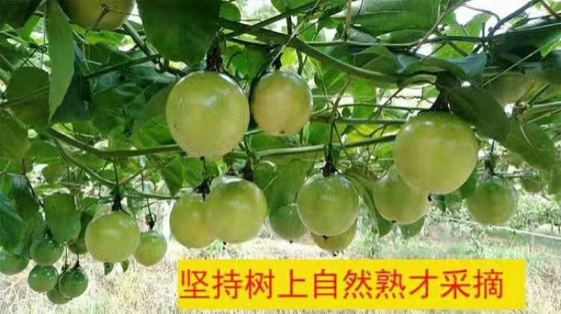 黄金百香果