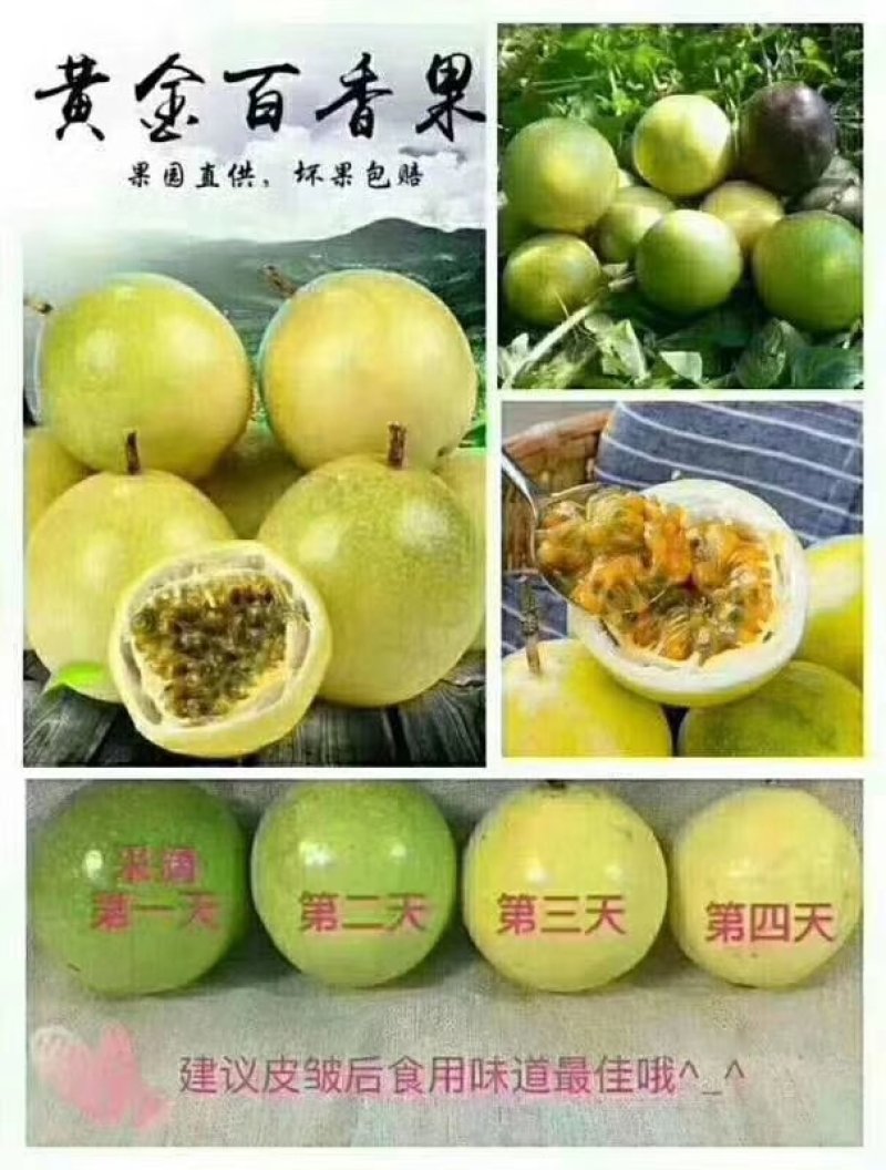 黄金百香果
