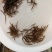 刺鳅鱼苗刀鳅猪麻记鱼苗包回收成品养殖场直供全国包