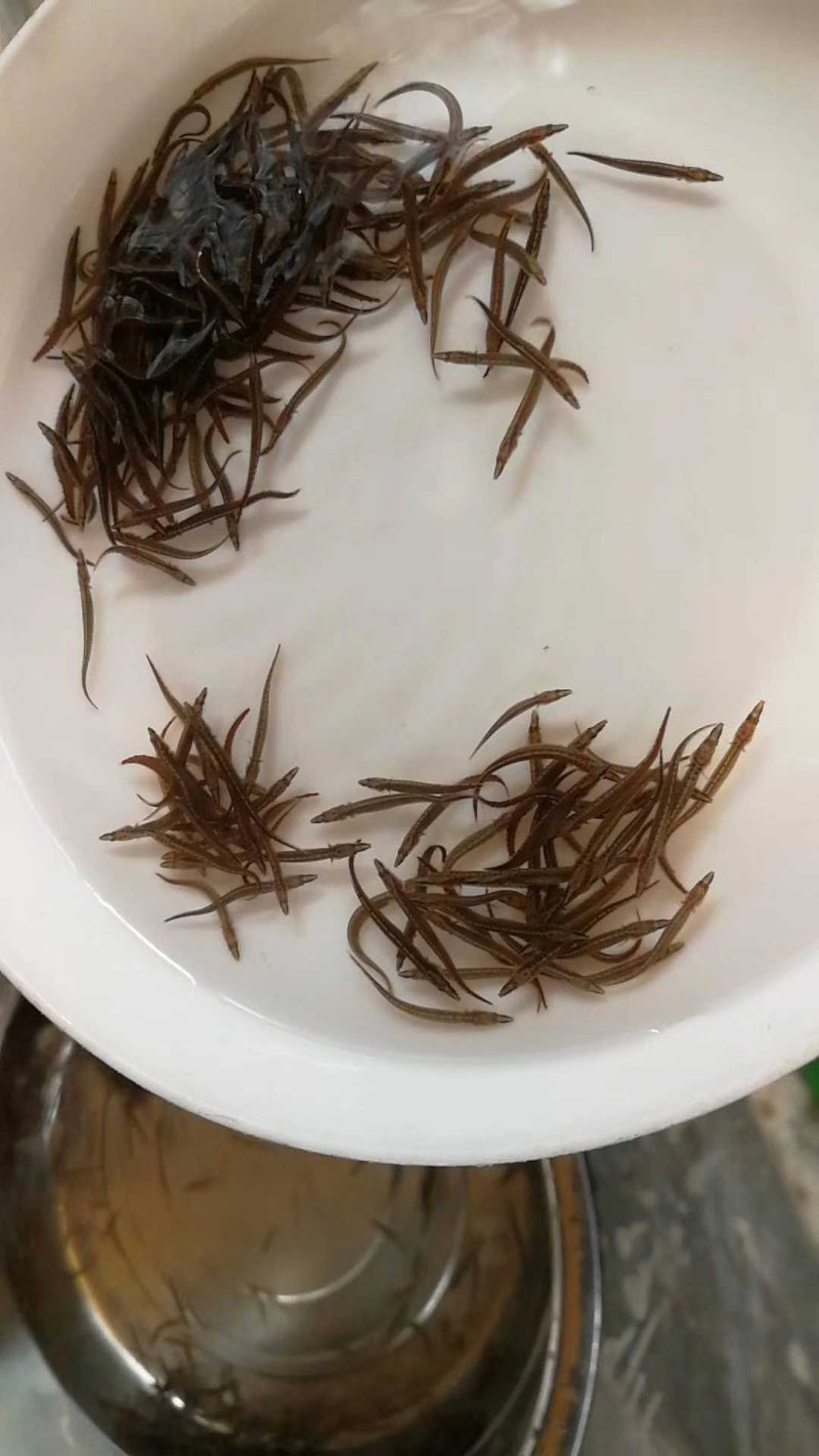 刺鳅鱼苗刀鳅猪麻记鱼苗包回收成品养殖场直供全国包