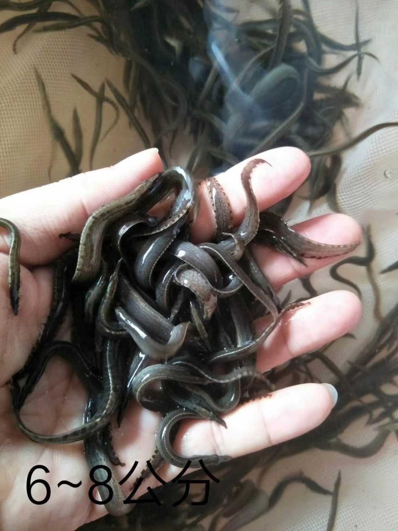 刺鳅鱼苗刀鳅猪麻记鱼苗包回收成品养殖场直供全国包