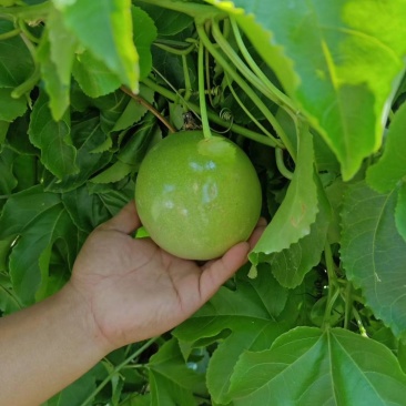 黄金百香果，金霸粒400克，三粒一斤
