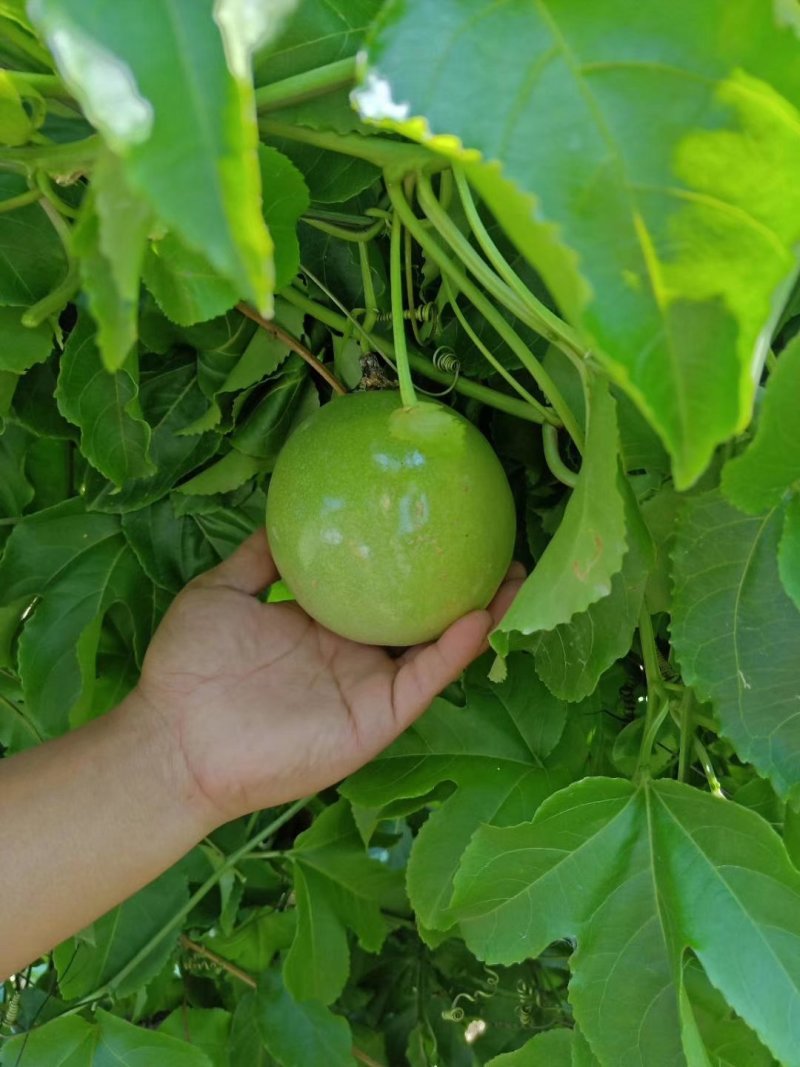黄金百香果，金霸粒400克，三粒一斤