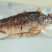 酥鱼，有武昌鱼鲤鱼鲢鱼香酥可口回味无穷