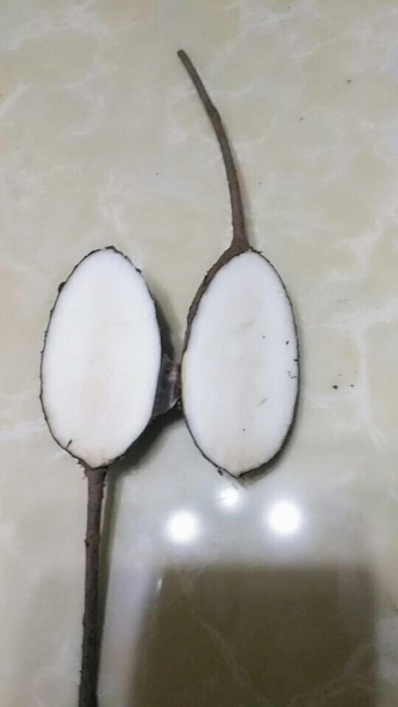 野生白蔹