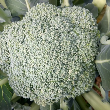 西兰花