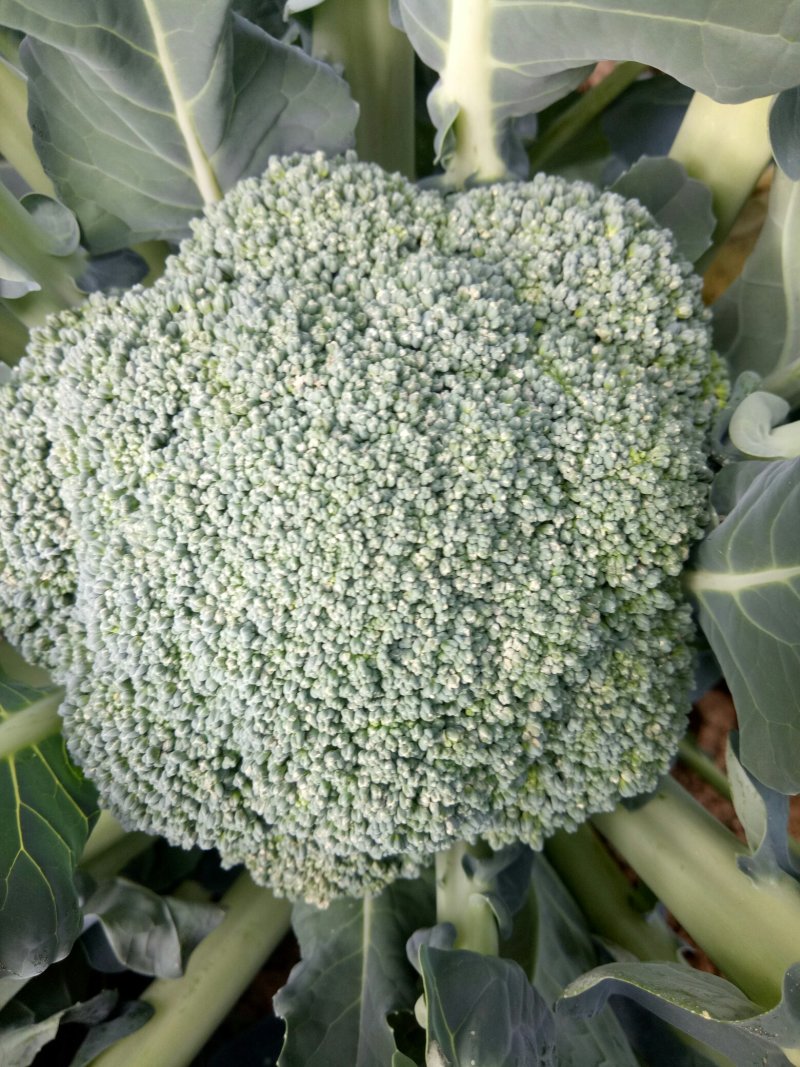 西兰花