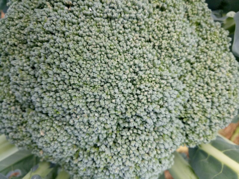 西兰花