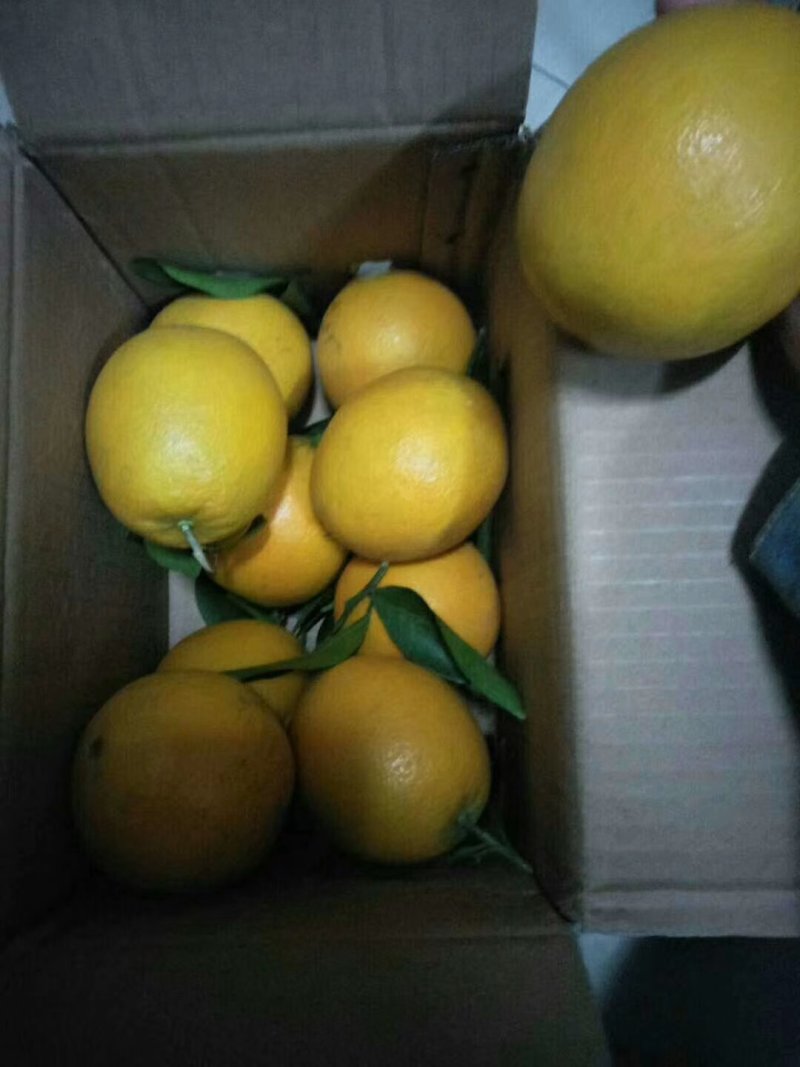 脐橙